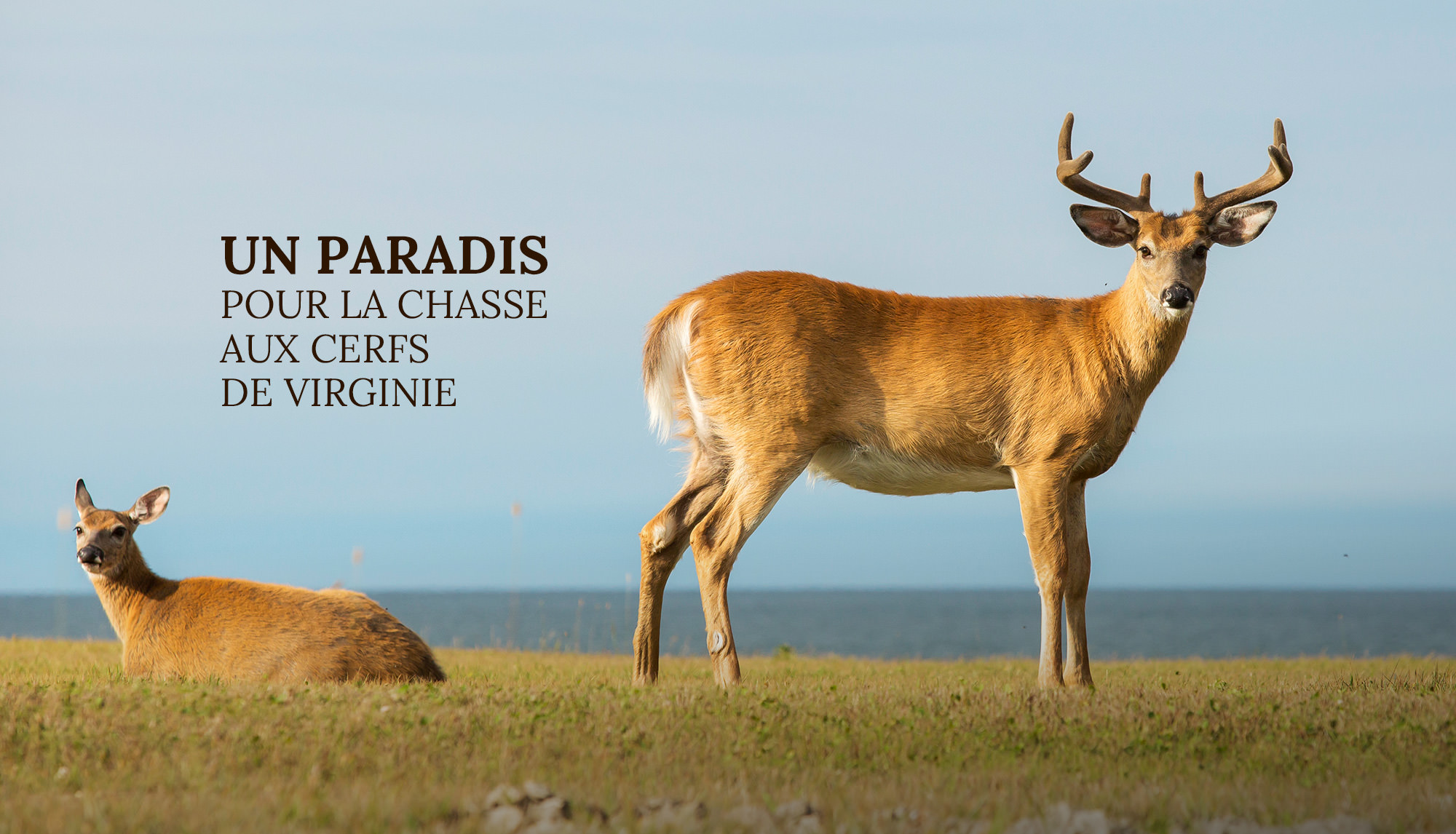 paradis pour chasse aux cerfs