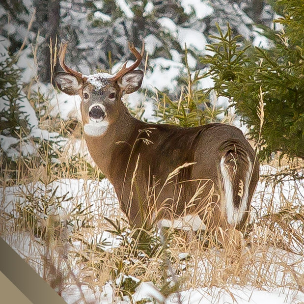 Anticosti: the nirvana of deer hunting trips